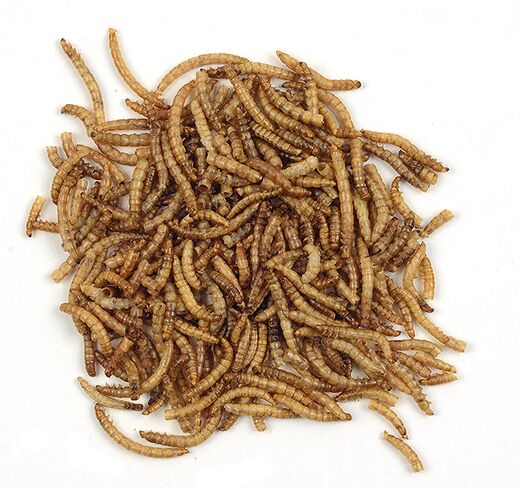Mehlwürmer 150 g im kleinen Eimer