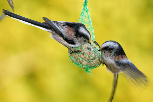 Wildvögel das ganze Jahr füttern: Darum lohnt es sich!