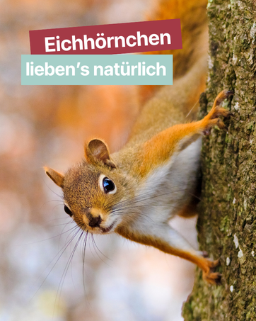 Eichhörnchen und Igel