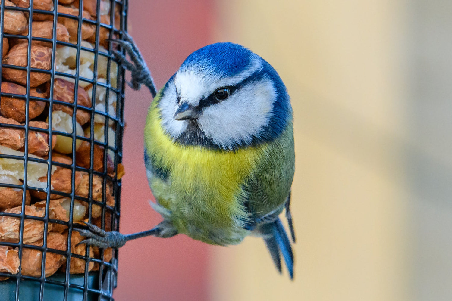 Vogelfutter für Frühling und Sommer