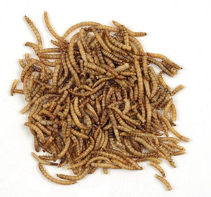Mehlwürmer 150 g im kleinen Eimer